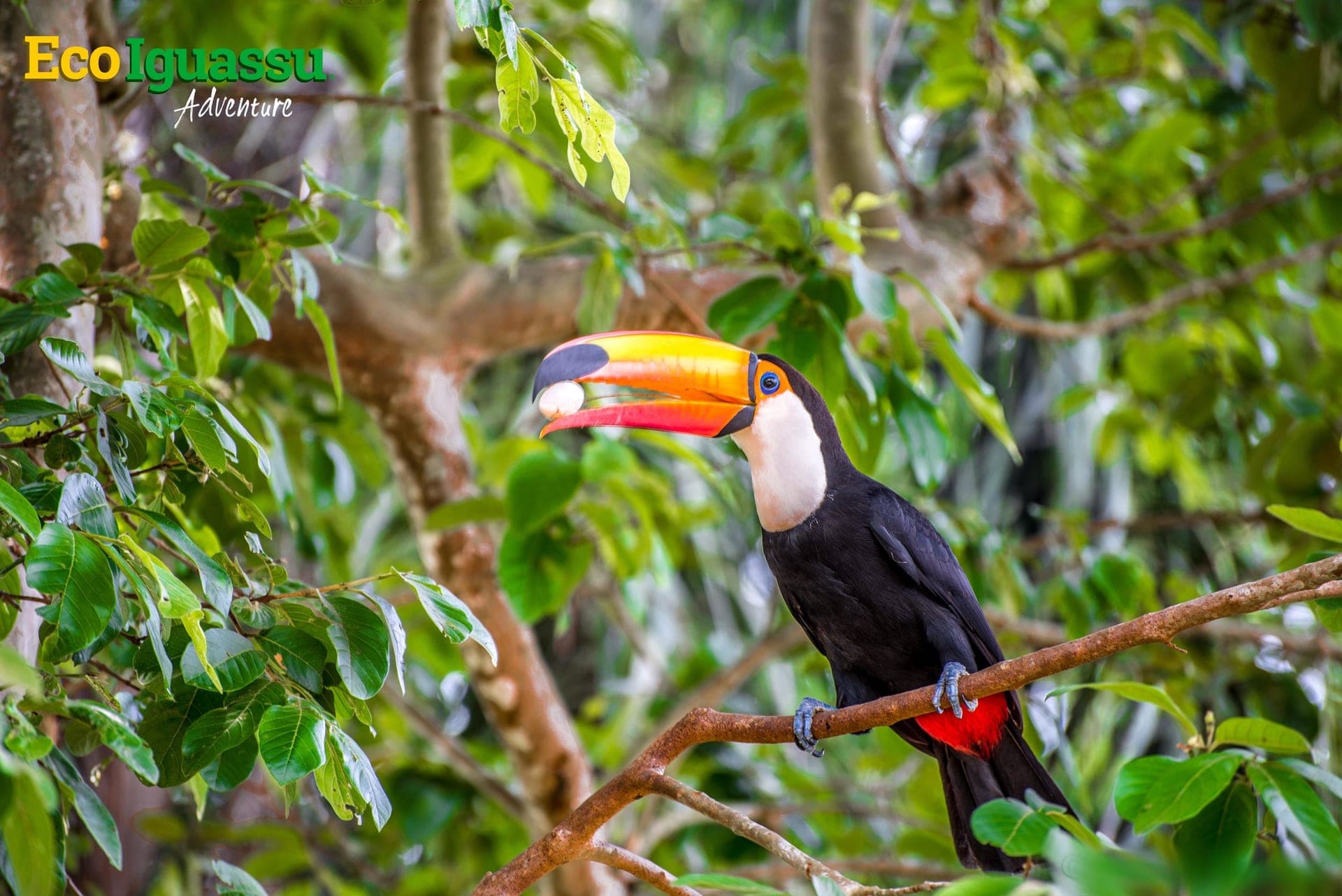 Birdwatching — observação de aves